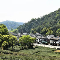 Xihu Longjing 西湖龙井 - Original cultivar, Pre-Qingming - Eastern Leaves