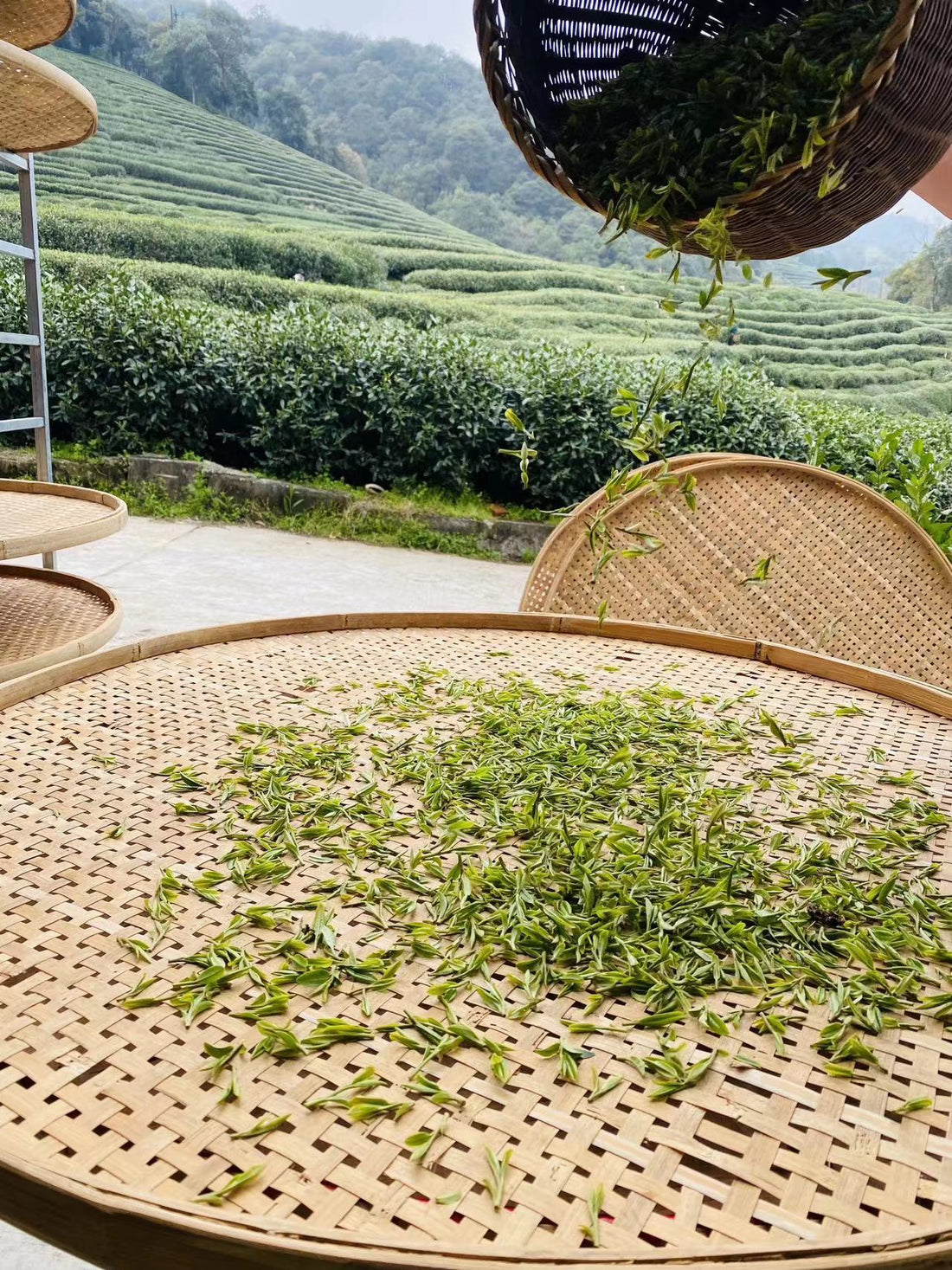 Xihu Longjing 西湖龙井 - Original cultivar, Pre-Qingming - Eastern Leaves