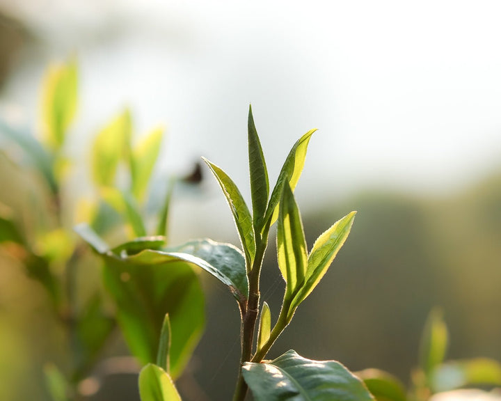 2022 Harvest - The green tea case: late harvest, precious leaves - Eastern Leaves