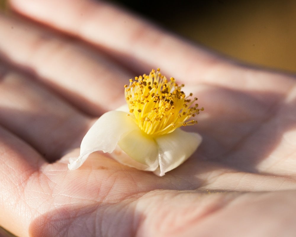 October Tea Flower – Eastern Leaves