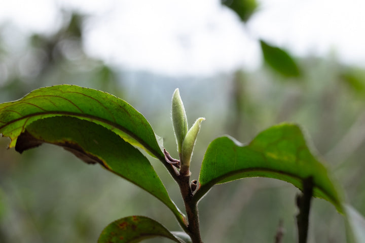 Spring tea harvest 2025: a gentle start - Eastern Leaves