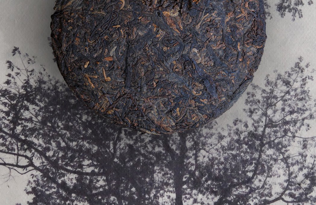 2023 Ancient Trees Pu'er Shu - Yiwu Terroir - Eastern Leaves