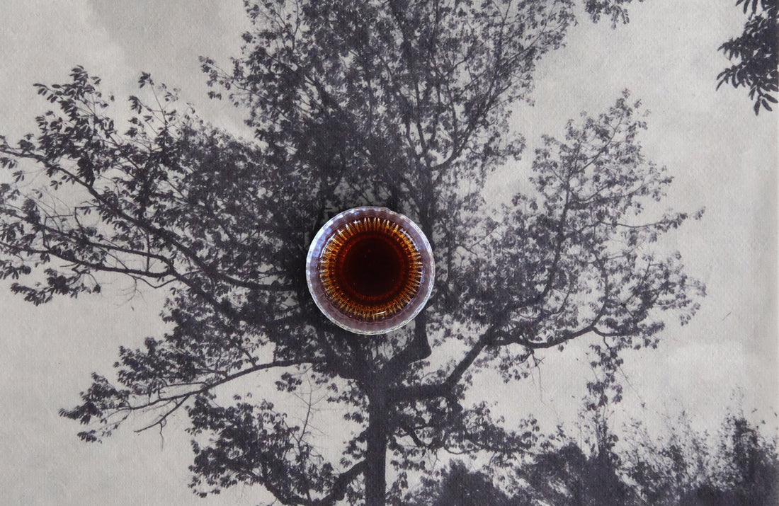 2023 Ancient Trees Pu'er Shu - Yiwu Terroir - Eastern Leaves