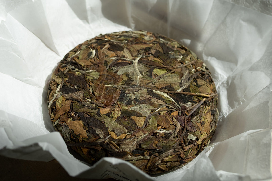 2025 Yueguangbai White Tea, Ancient Tree Stone - pressed cake - Eastern Leaves