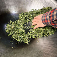 Xihu Longjing 西湖龙井 - Original cultivar, Pre-Qingming
