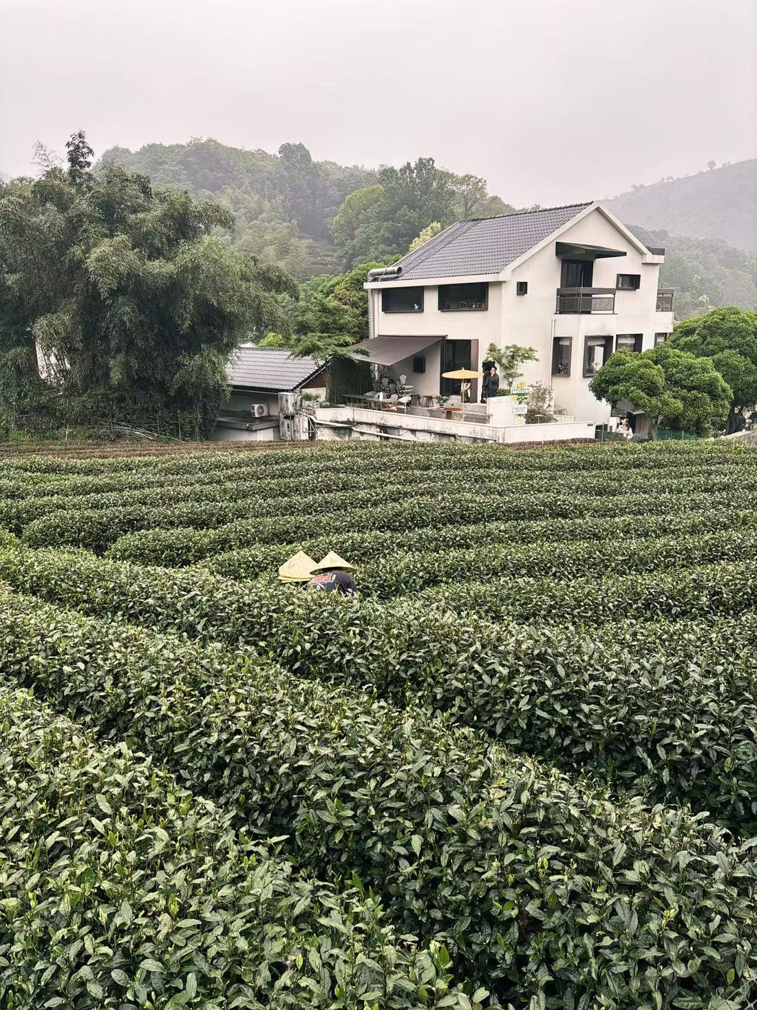 Xihu Longjing 西湖龙井 - Original cultivar, Pre-Qingming