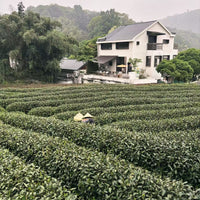Xihu Longjing 西湖龙井 - Original cultivar, Pre-Qingming