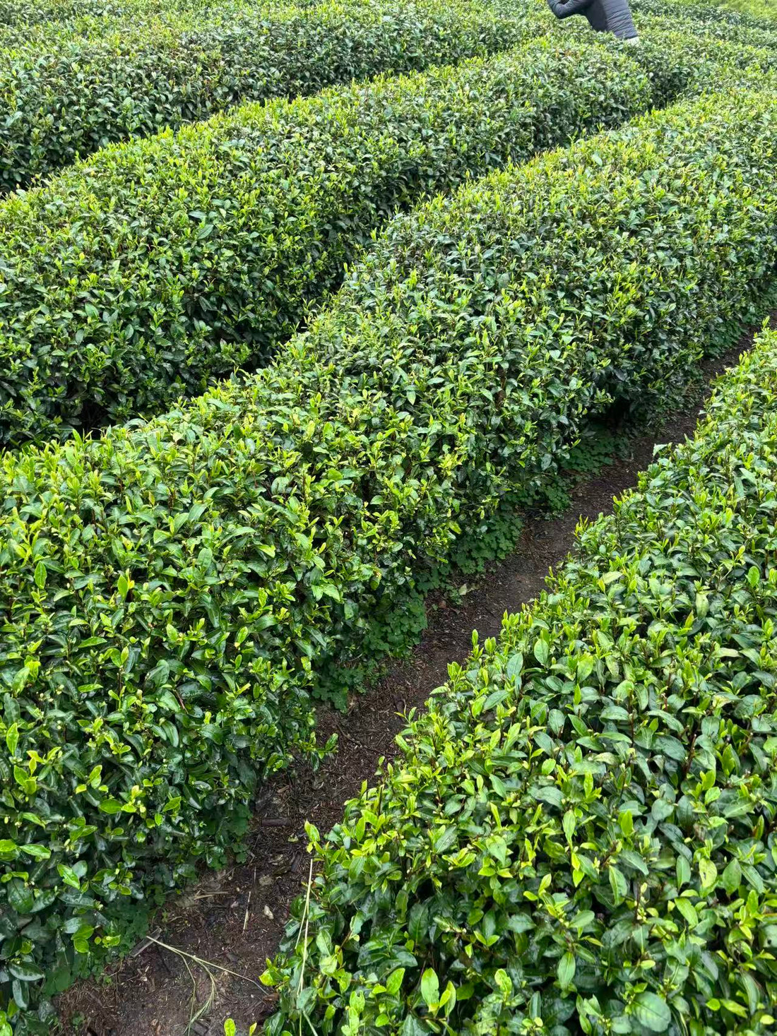 Xihu Longjing 西湖龙井 - Original cultivar, Pre-Qingming