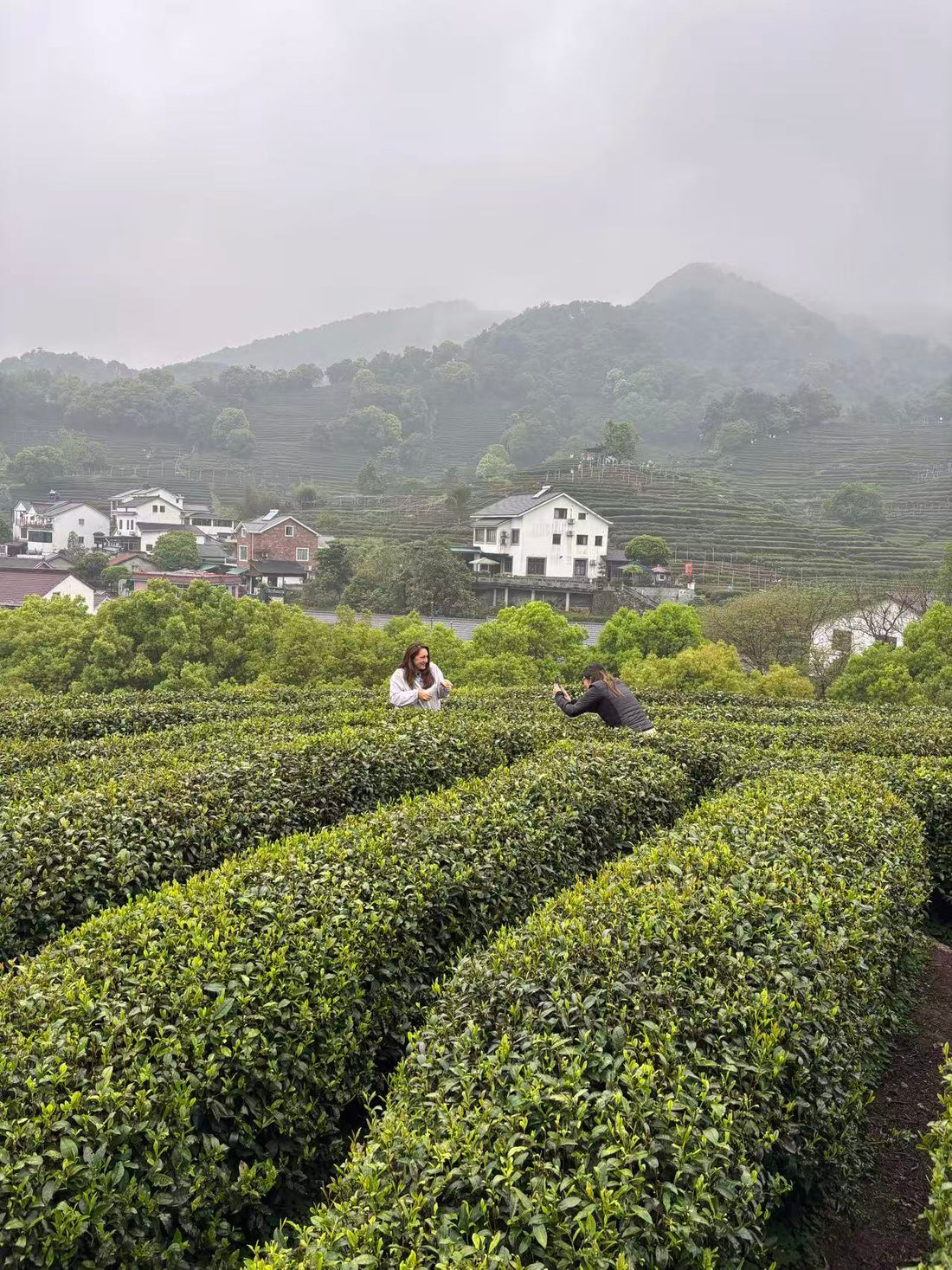 Xihu Longjing 西湖龙井 - Original cultivar, Pre-Qingming