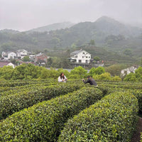 Xihu Longjing 西湖龙井 - Original cultivar, Pre-Qingming