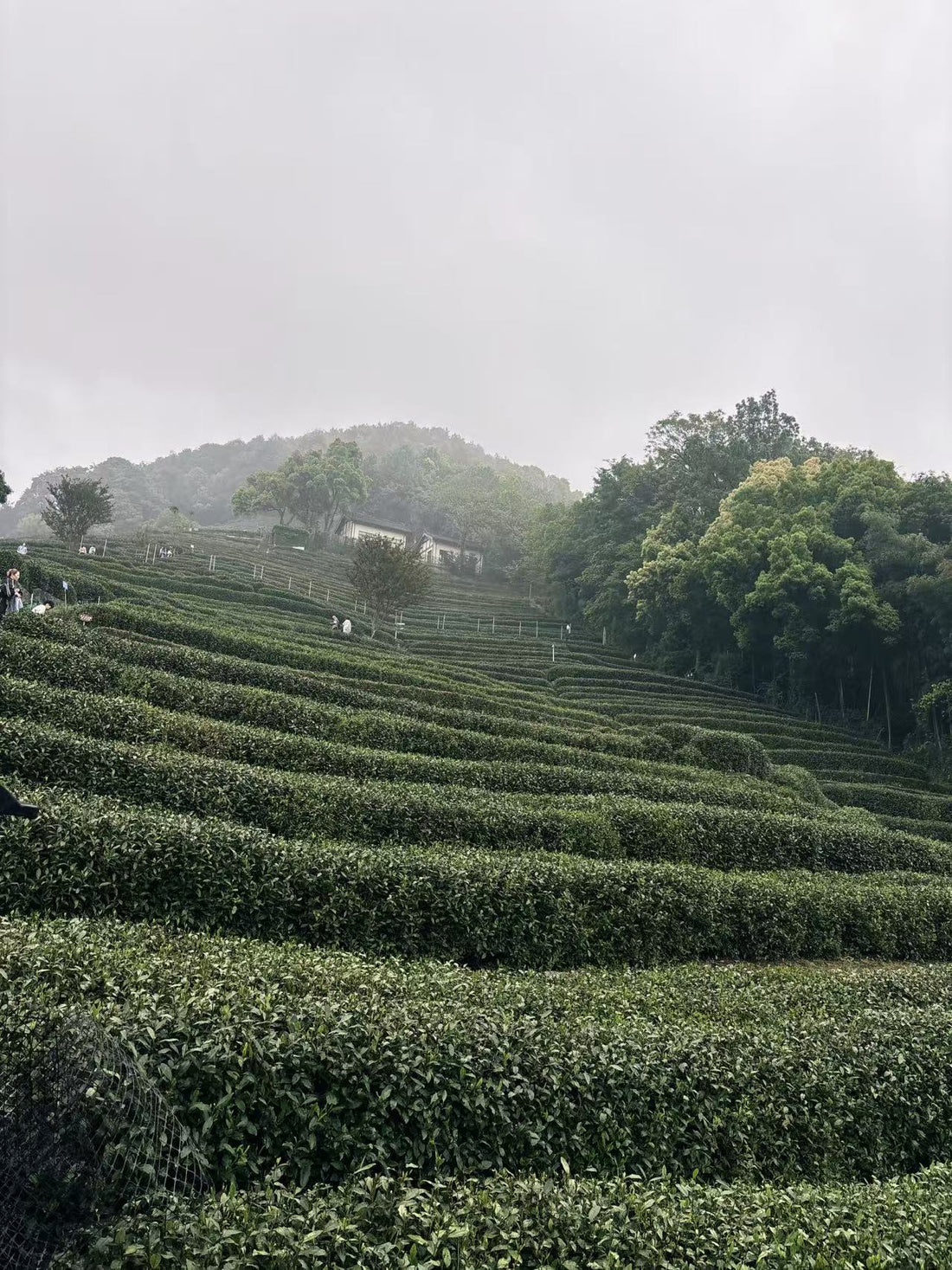Xihu Longjing 西湖龙井 - Original cultivar, Pre-Qingming