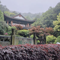 Xihu Longjing 西湖龙井 - Original cultivar, Pre-Qingming