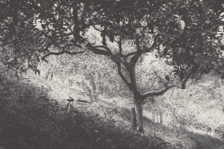 ancien tea trees or gush, in black and white, from Yunnan Nannuo mountain