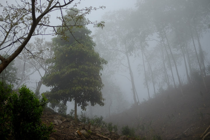 tea plantation in Yunnan, high mountain with fog, for the production of pu'er shengpu, shupu, white tea, red tea, dianhong