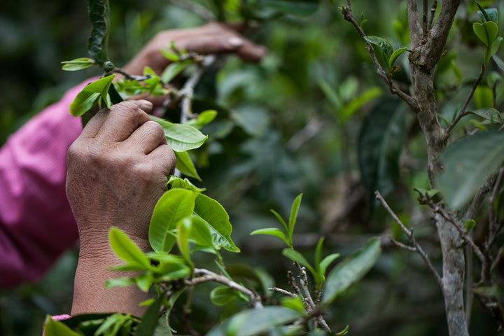 hand plucking tea in Yunnan forest,  from pu'er tea ancient trees, Gushu, with traditional hand picker in tea harvest