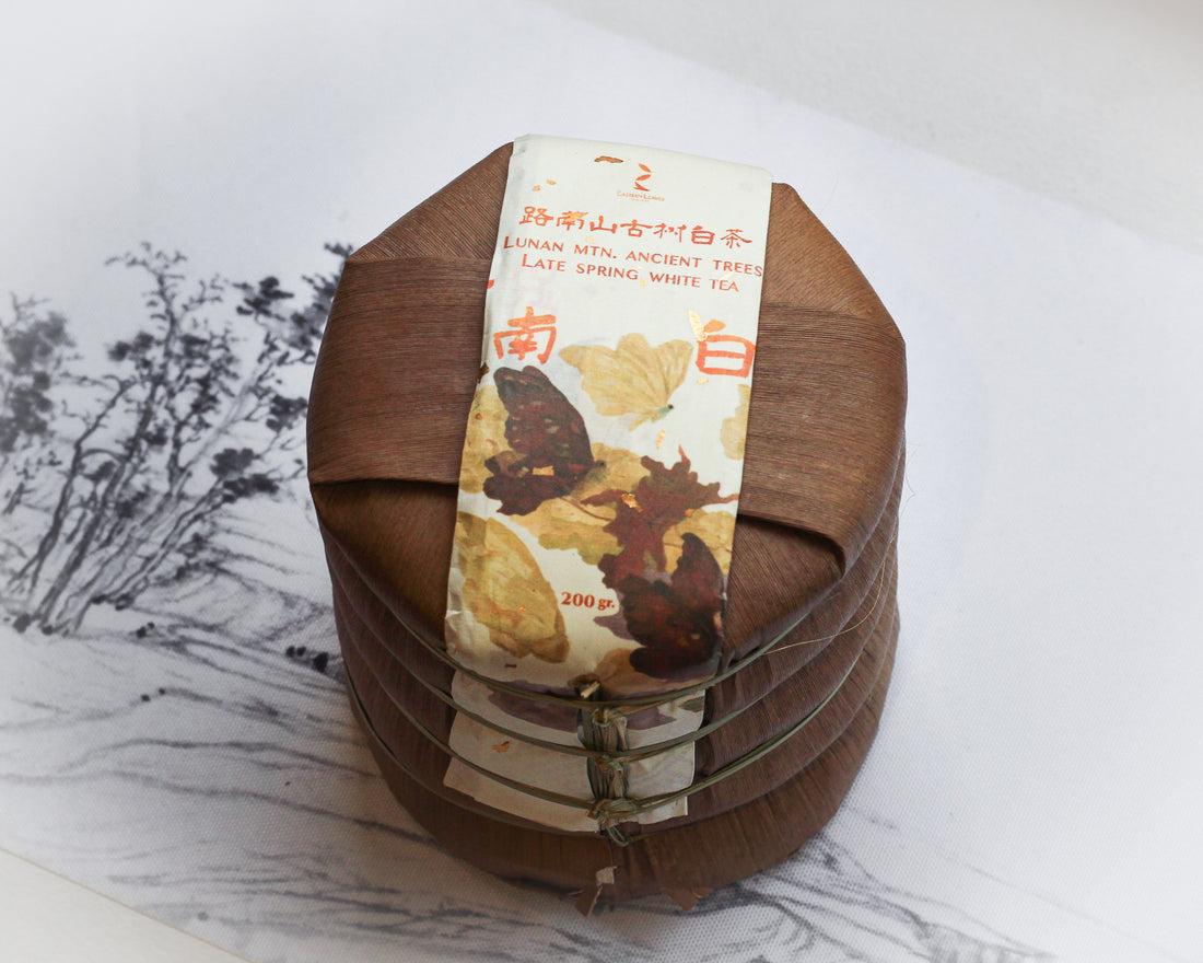 2026 Yueguangbai, Late Spring - Ancient Trees White Tea Stone-pressed cake