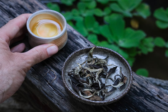 Yunnan white tea Yueguangbai tea event