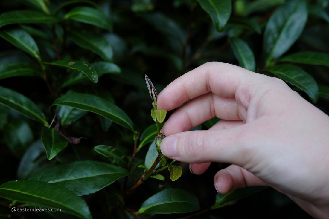 Advanced tasting: rock tea - Milan, February 15 2025, 2.30 pm - Eastern Leaves