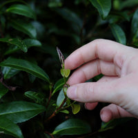 Advanced tasting: rock tea - Milan, February 15 2025, 2.30 pm - Eastern Leaves