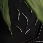 Bai Hao Yin Zhen - Silver Needle White Tea - Eastern Leaves