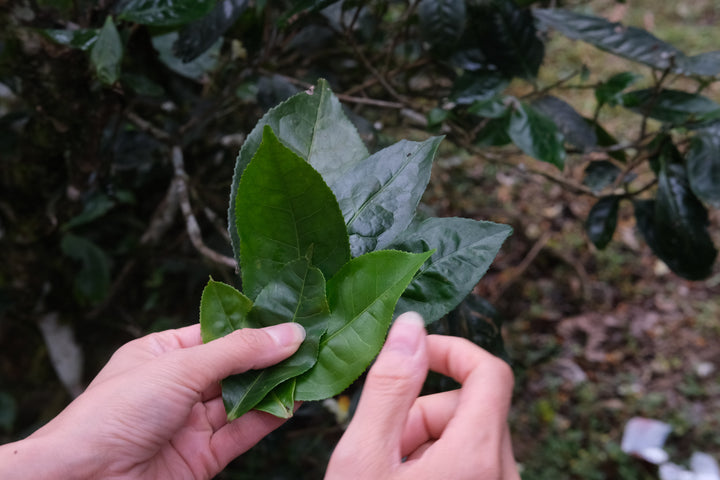 tea leaf in Chinese tea forest plantation, during an onsite tea course for learning advanced tea knowledge and study