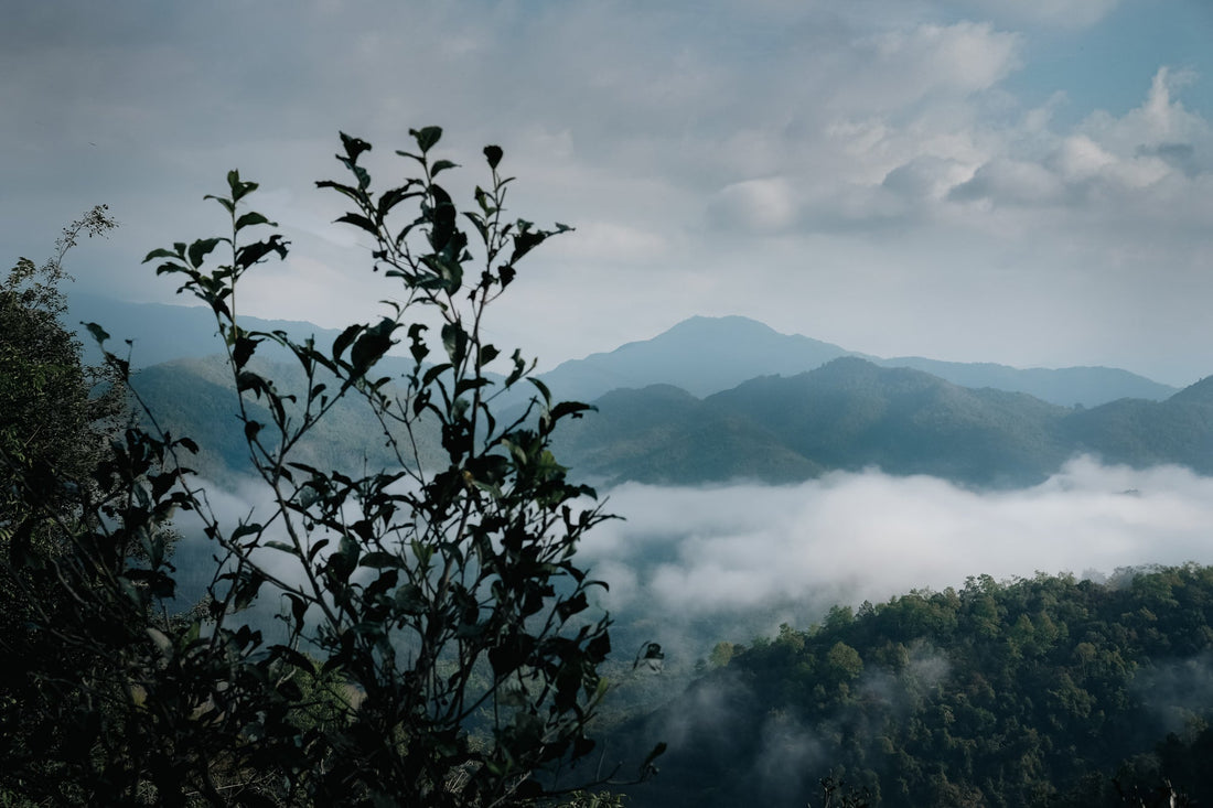 Eastern Tea Club, Chapter 3: Six Ancient Tea Mountains 古六大茶山 - Eastern Leaves