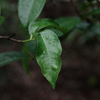 Eastern Tea Club, Chapter 4: Bùlǎng 布朗 - Eastern Leaves