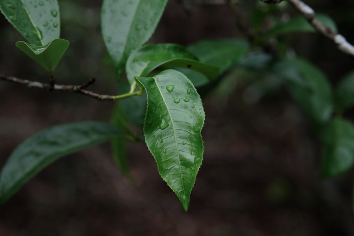 Eastern Tea Club, Chapter 4: Bùlǎng 布朗 - Eastern Leaves