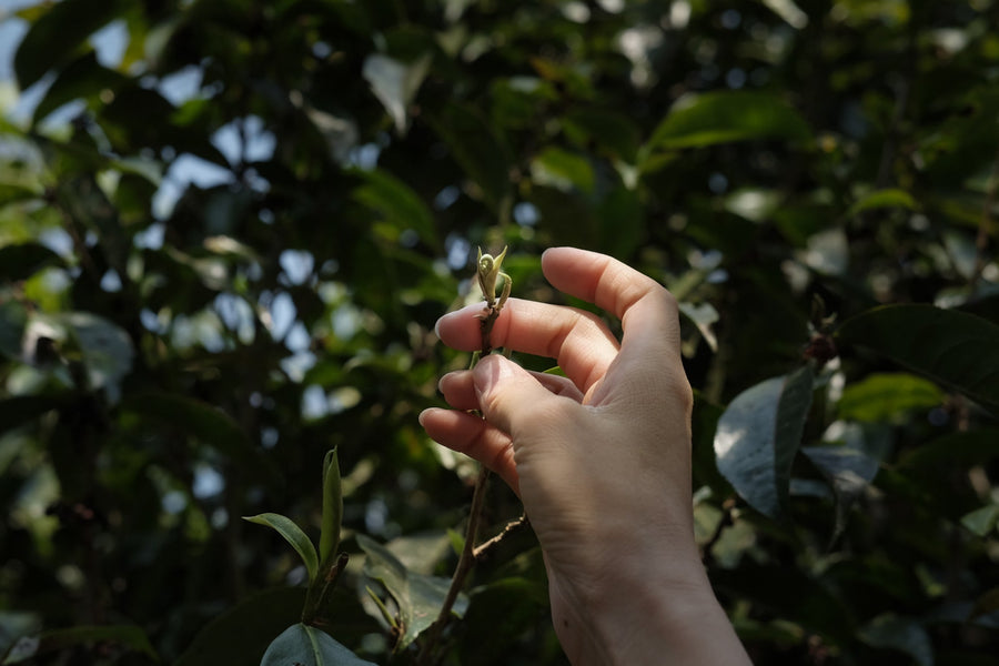 Eastern Tea Club, Chapter 4: Bùlǎng 布朗 - Eastern Leaves