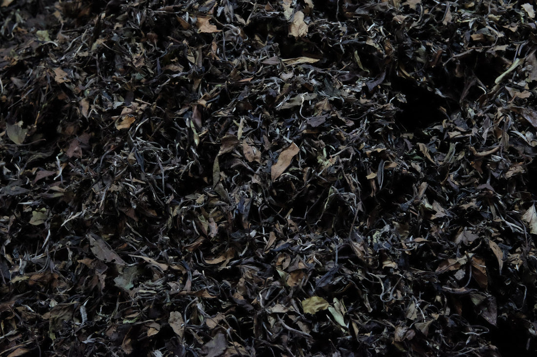 Tasting seminar: the code of white tea - October 12th, 10 - 12 am CET - Eastern Leaves