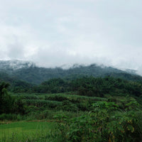 Tasting seminar: the code of white tea - October 12th, 10 - 12 am CET - Eastern Leaves