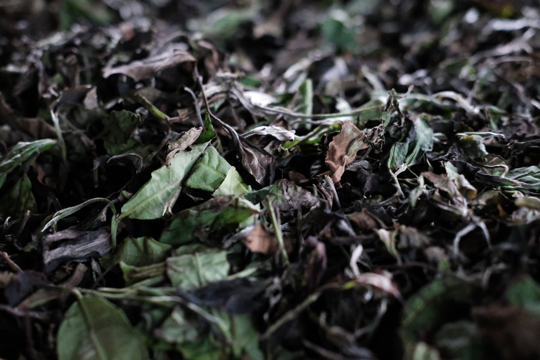 Tasting seminar: the code of white tea - October 12th, 10 - 12 am CET - Eastern Leaves