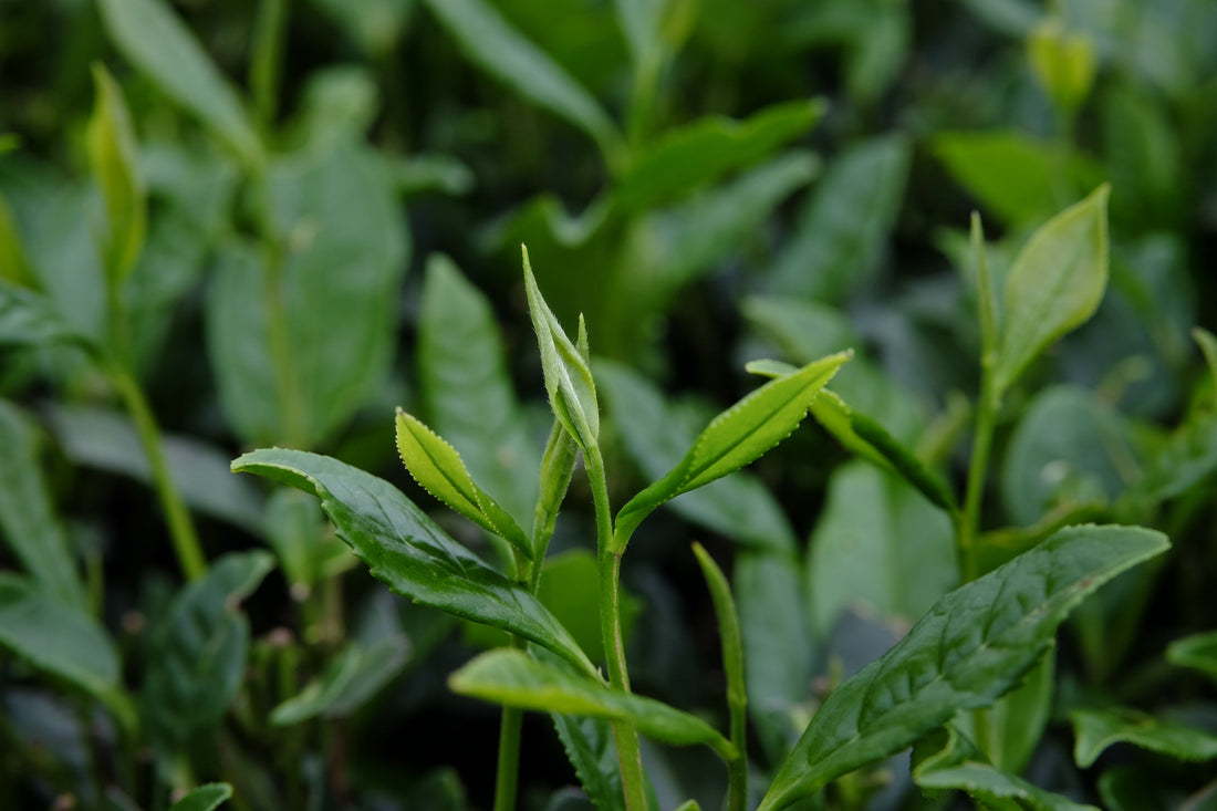 Tea Tasting at Prague Tea Festival: Sunday 23rd, 11:30 am - Eastern Leaves