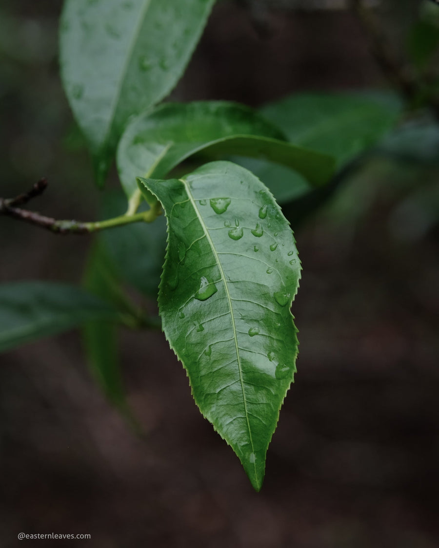 The New Six Mountains of Pu'er tea - Milan, February 15 2025, 10 am - Eastern Leaves