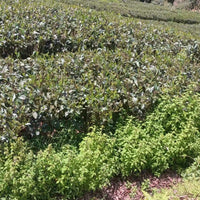 Zhangping Shuixian 漳平水仙 - Hand - pressed wulong tea - Eastern Leaves