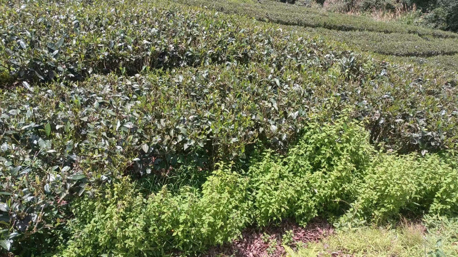 Zhangping Shuixian 漳平水仙 - Hand - pressed wulong tea - Eastern Leaves