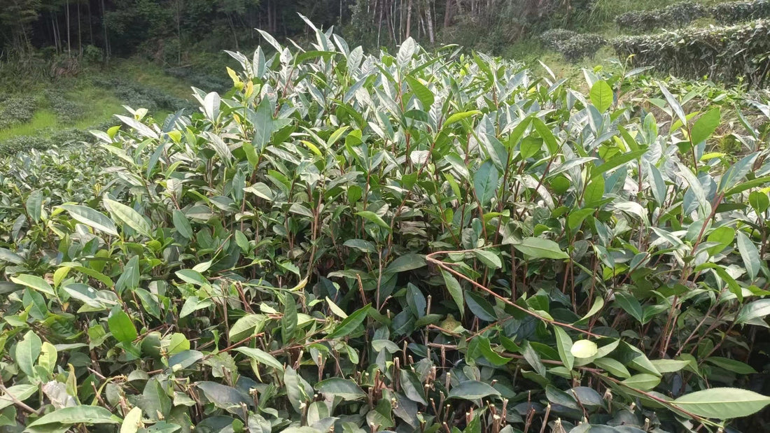 Zhangping Shuixian 漳平水仙 - Hand - pressed wulong tea - Eastern Leaves