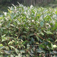 Zhangping Shuixian 漳平水仙 - Hand - pressed wulong tea - Eastern Leaves