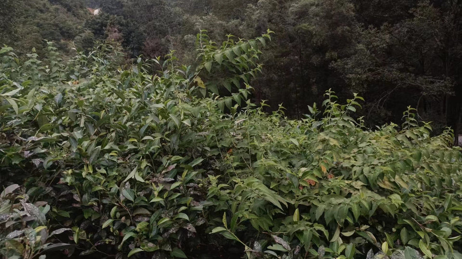 Zhangping Shuixian 漳平水仙 - Hand - pressed wulong tea - Eastern Leaves