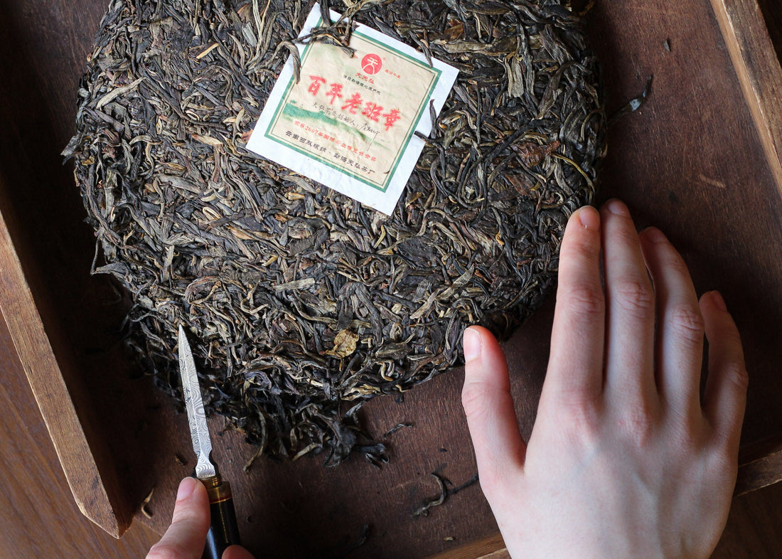 2018 Laobanzhang Shengpu 老班章 - King of Pu'er - Eastern Leaves