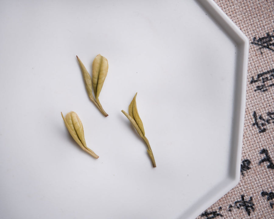 Three infused leaves of Anjibaicha Chinese green tea from Zhejiang, China, on white porcelain tray/plate from Jingdezhen 