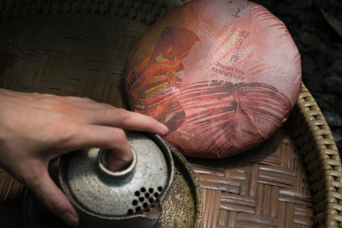 pu'er tea pressed in brick cake from Nannuo mountain, Bama, Yunnan, Xishuangbanna, Chinese tea with gaiwan gongfucha