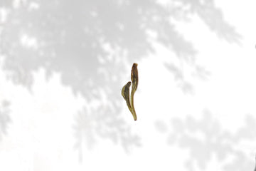 2022 Xihu Longjing 西湖龙井 - Original cultivar, Pre-Rain - Eastern Leaves