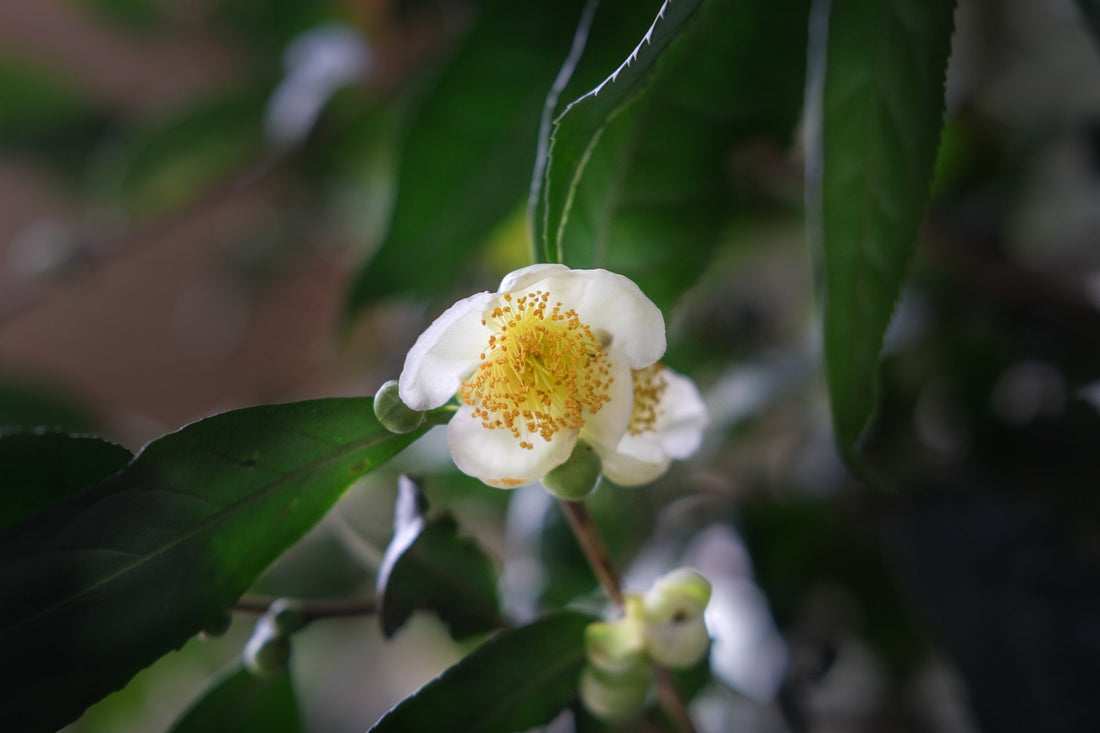 Camellia Assamica Flowers - Our trees in Autumn - Eastern Leaves