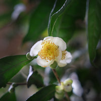 Camellia Assamica Flowers - Our trees in Autumn, 40 gr. tea flowers - Eastern Leaves