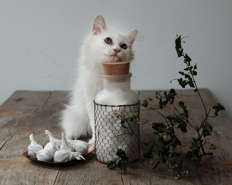 White Cat with Dragon Ball white tea box